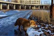 Почему в зоне Припяти и Чернобыля прекрасно живут и размножаются животные, несмотря на радиацию