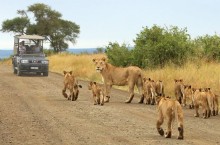 Что охраняют в национальном парке Крюгера в Южной Африке