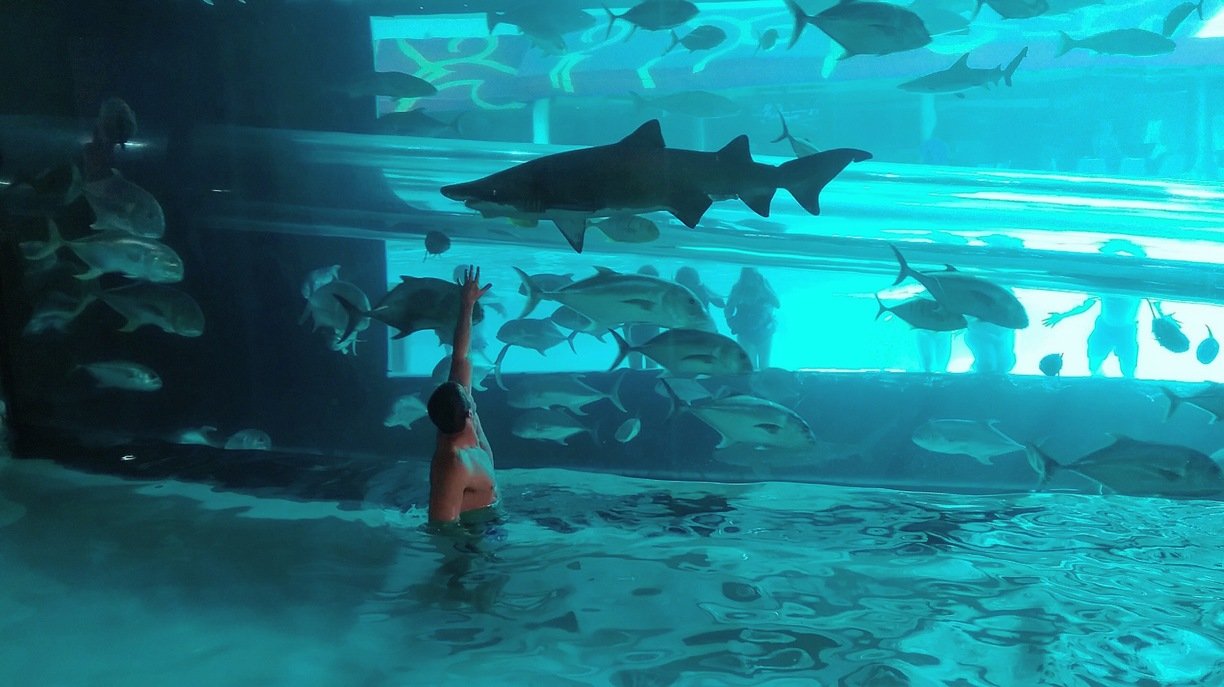 Бассейн с акулами в Лас-Вегасе (США)
