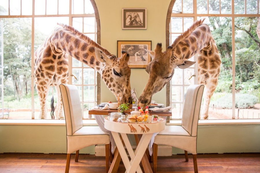 Отель Giraffe Manor, Кения
