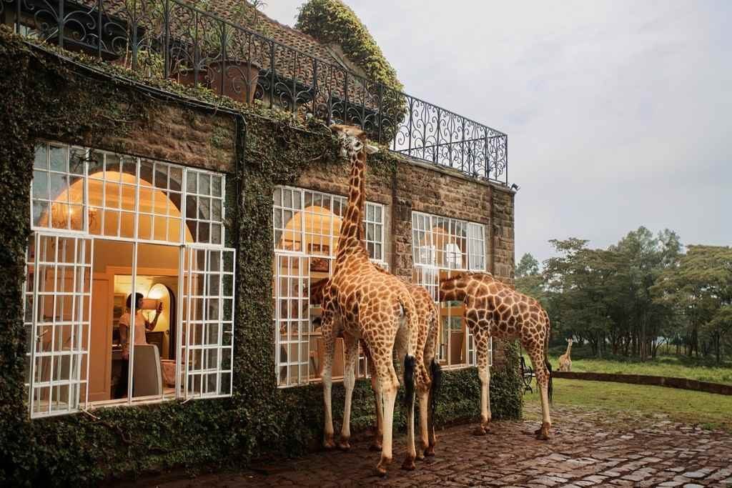 Отель с жирафами в Кении