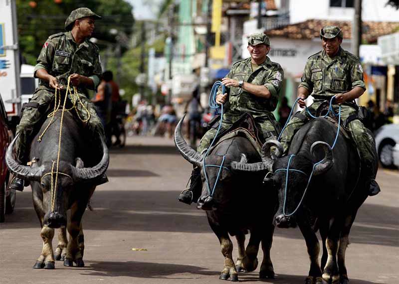 Полицейские острова Маражо отправляются в патрулирование на буйволах