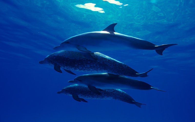 Что пьют дельфины и киты, ведь им нельзя употреблять соленую воду?