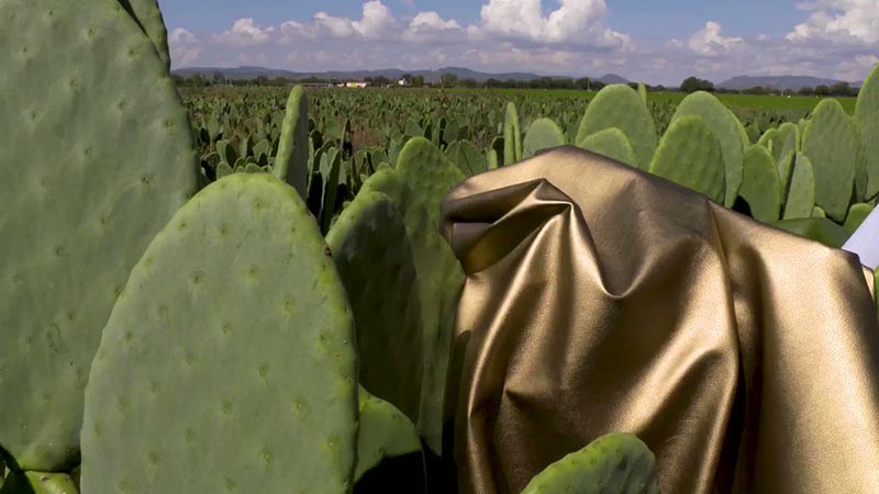 Натуральная кожа из кактуса, производимая в Мексике