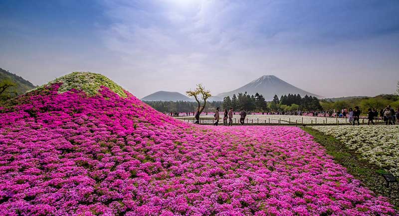 Парк Хитачи в Японии, ежесезонно меняющий цвет