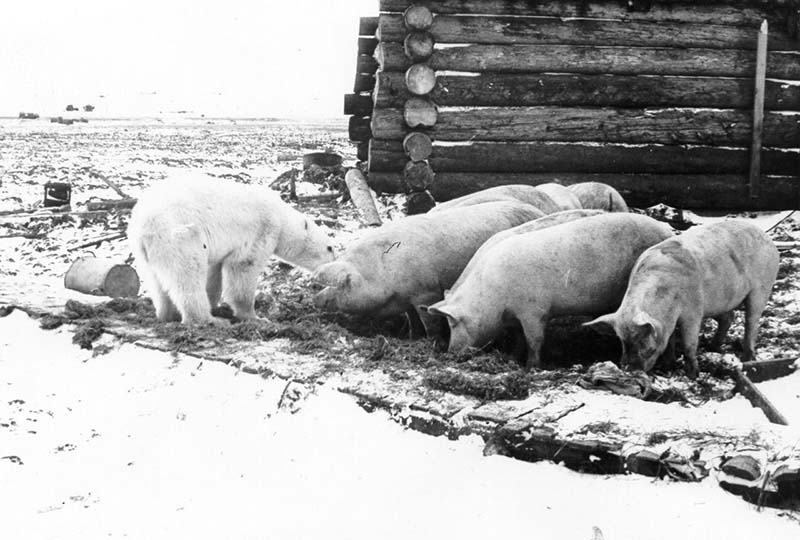 Разведение свиней и выращивание овощей в Арктике