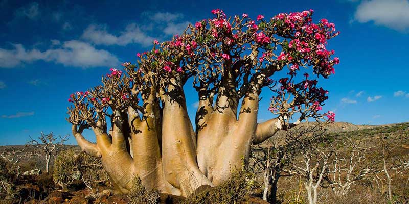 Остров Сокорта, который является местом обитания редких видов растений и животных