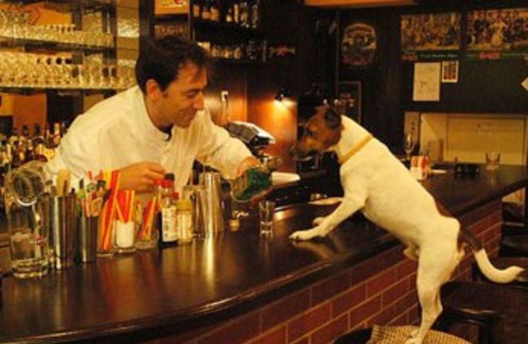 Собака в баре