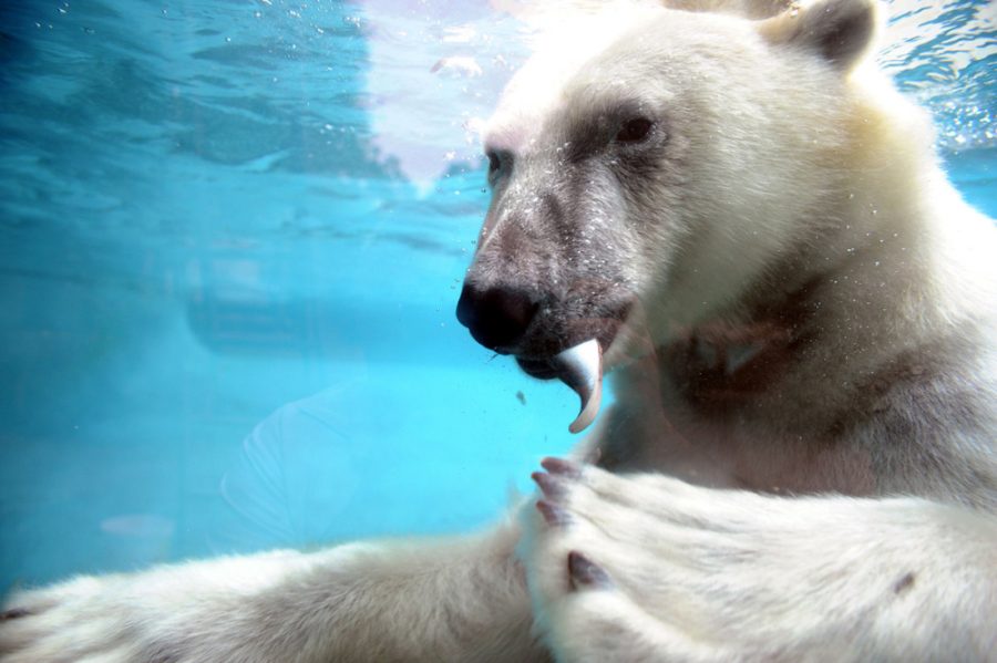 Белый медведь ест