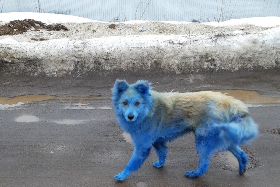 Синяя собака
