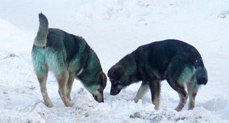 Зеленые собаки в Подольске