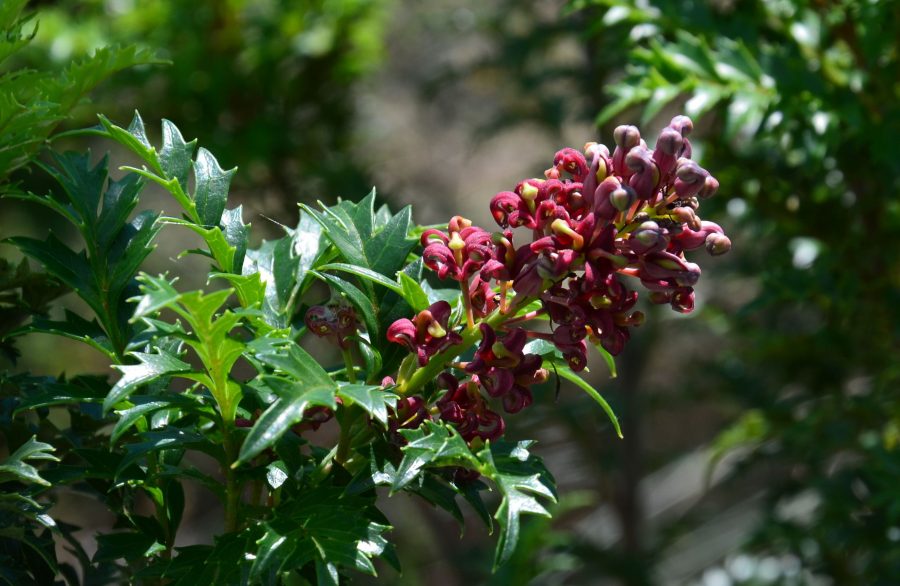 Растение в Тасмании