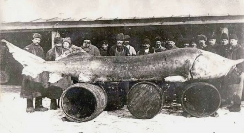 Рыба из реки Волга