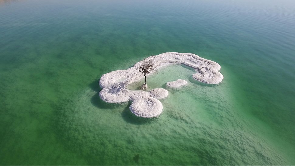 Дерево Мертвого моря