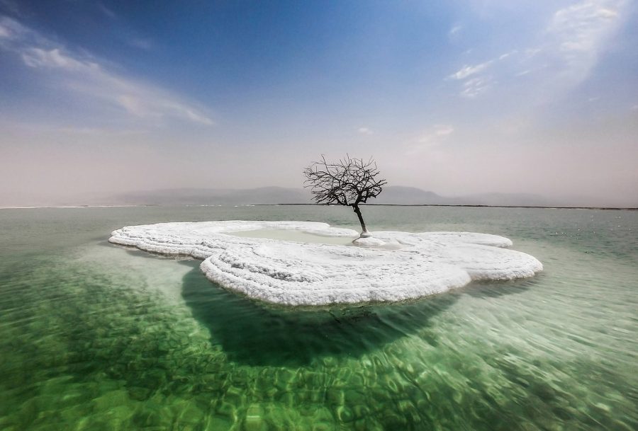 Дерево Мертвого моря
