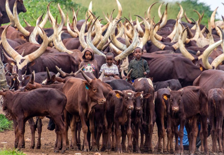 Коровы в Руанде