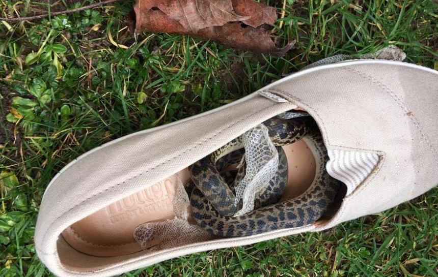 Змея в обуви