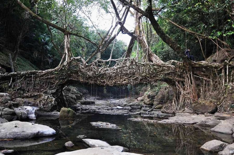 Мосты из корней деревьев в Индии