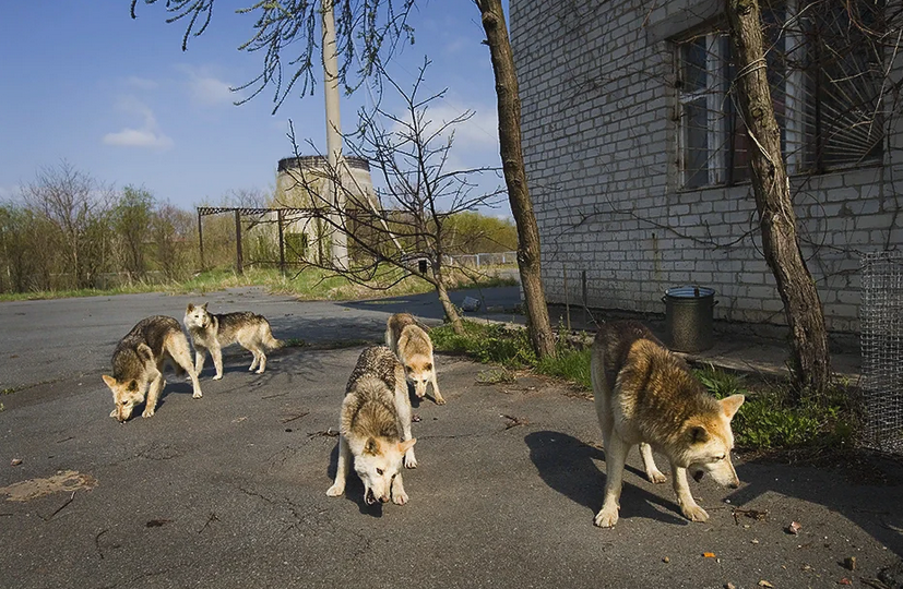Животные в Чернобыле