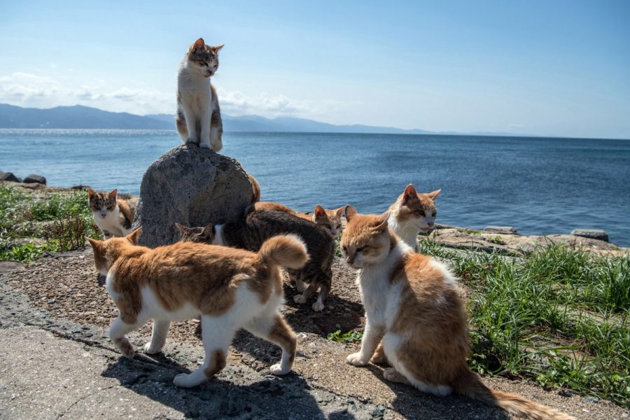 Фраджост остров кошек