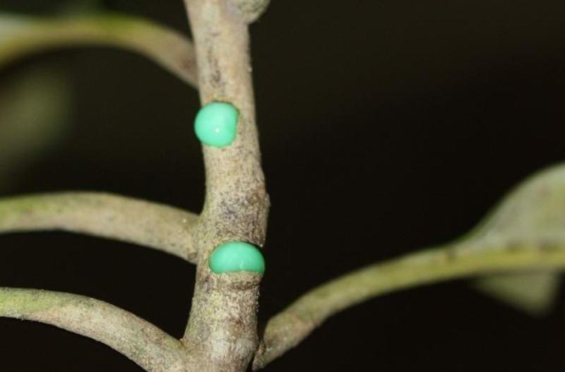 Pycnandra acuminata дерево