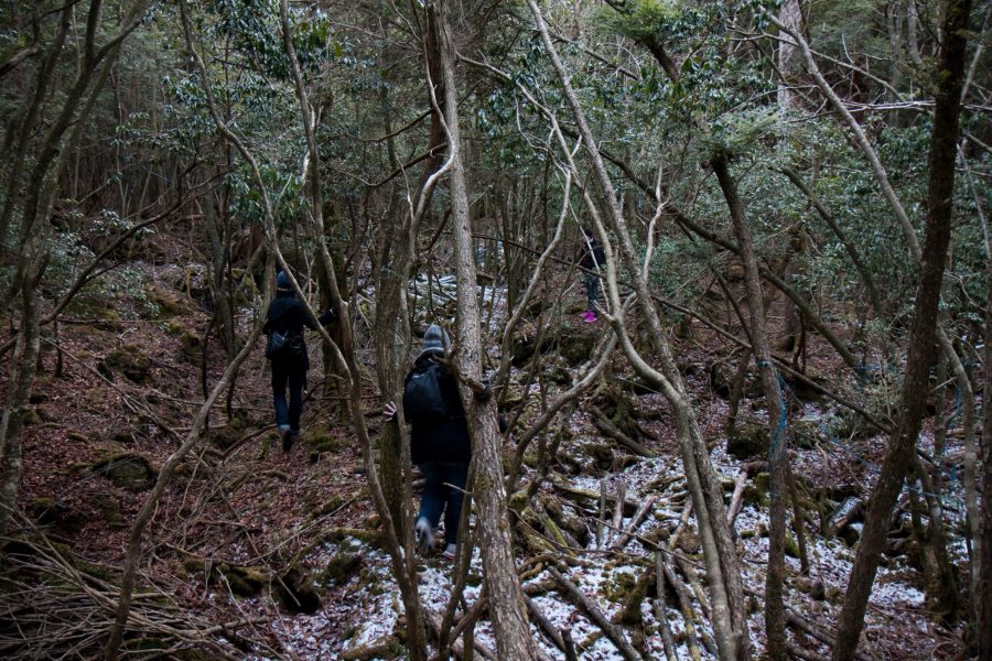 Аокигахара лес самоубийц в Японии