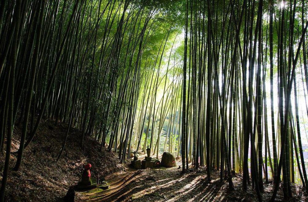 Лощина Черного бамбука в Китае