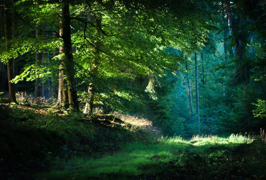 Баллиболи лес в Ирландии
