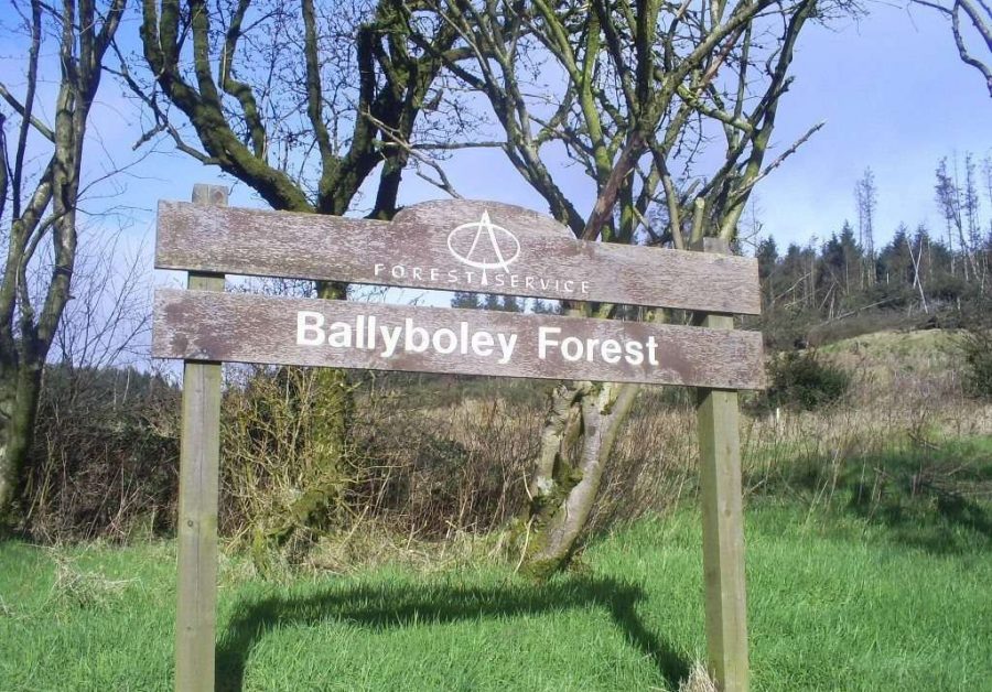 Баллиболи лес в Ирландии