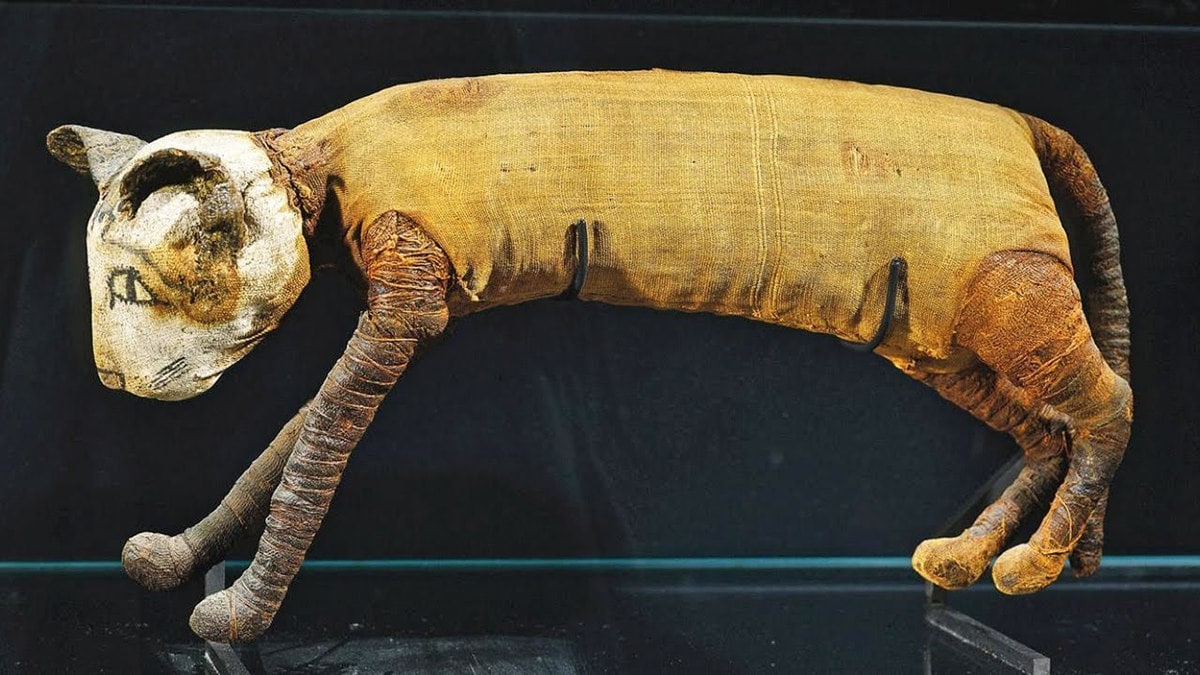 В Древнем Египте мумифицировали кошек