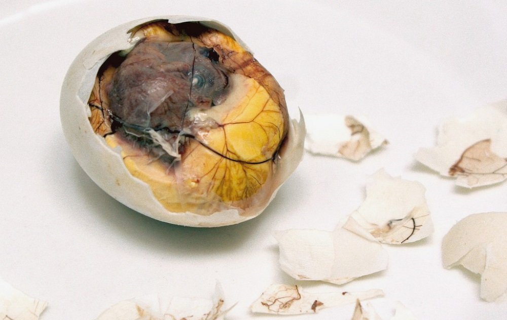 Утиное яйцо с зародышем 