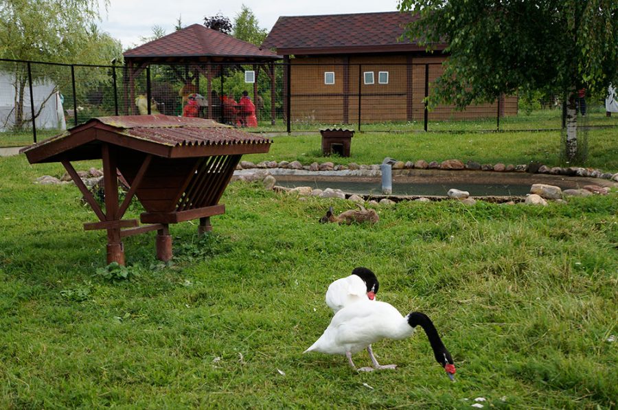 Парк птиц Воробьи